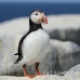 puffin_atlantic_msi_h_0795_can1824.jpg